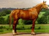 stallion Paladin des Ifs (Selle Français, 1981, from Uriel)
