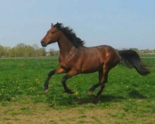 jumper Galeyo Zimequest (Selle Français, 2016, from Vagabond de la Pomme)