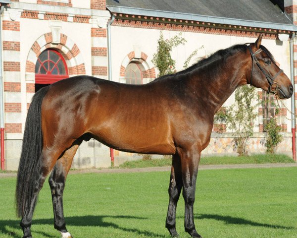 stallion Cancio Zimequest (Selle Français, 2012, from Quick Star)