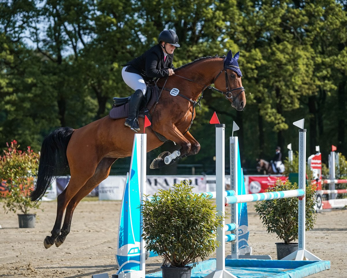 Zuchtstute Castella 101 (Westfale, 2015, von Crown Z)