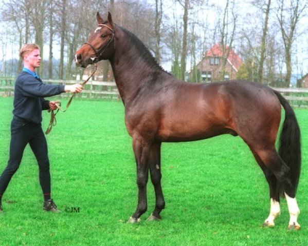stallion Izmir (KWPN (Royal Dutch Sporthorse), 1990, from Dublin)
