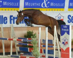 stallion Apollon des Baleines (Selle Français, 2010, from Clinton)