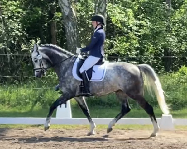 jumper Clinton's Chaccomo (Hanoverian, 2017, from Clinton's Heart)