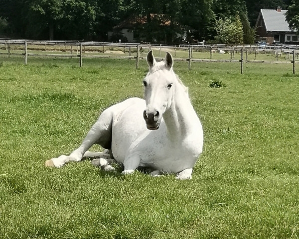 horse Proud 2 (Welsh Partbred, 1994, from Anjershof Rocky)