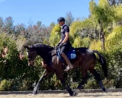 dressage horse Higgins 52 (Oldenburg, 2004, from Harvard)