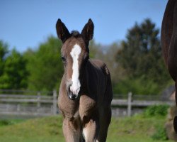 Dressurpferd Energy's Elektra (Westfale, 2023, von Glock’s Energy)