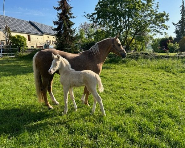 Dressurpferd Greenwood Datingjoy (Deutsches Reitpony, 2023, von Dating At NRW)