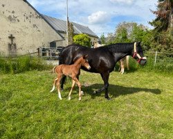 dressage horse Virginia G (Hanoverian, 2023, from Vitalos FRH)