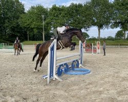 jumper Careful Cascadella (Hanoverian, 2018, from Cascadello)