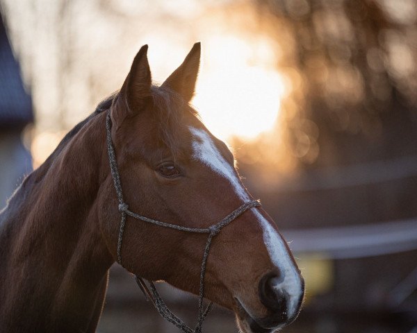 broodmare Sweet Princess ZGE (Austrian Warmblood, 2018, from Vingino)