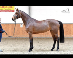 jumper Carmelita 38 (Oldenburg show jumper, 2017, from Chacoon Blue)