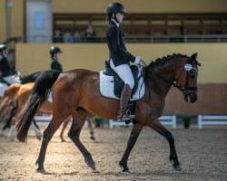 dressage horse Selina von der Geest (German Riding Pony, 2008, from Sandro)