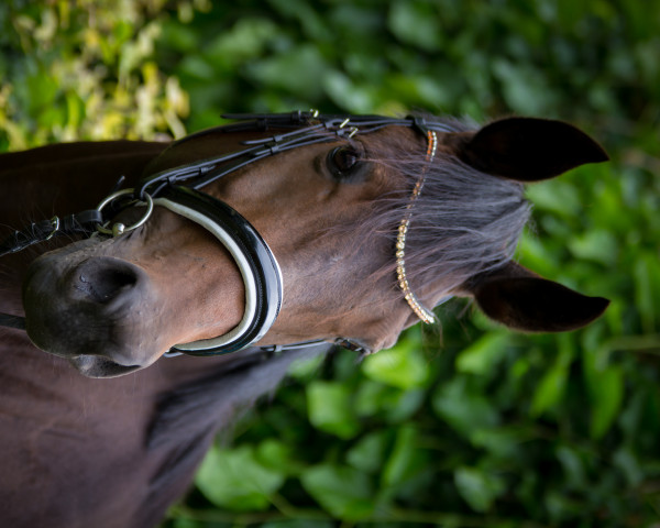 broodmare Frederika (Hanoverian, 2009, from Fidertanz)