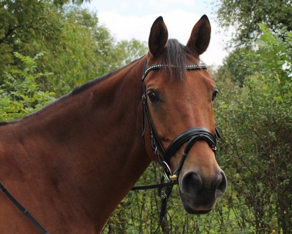 dressage horse Floretto 10 (Rhinelander, 2006, from Flovino)