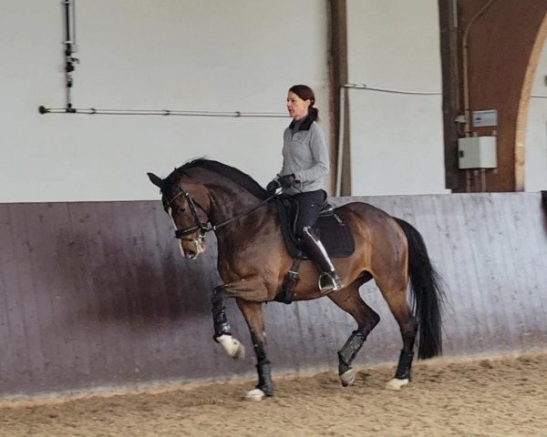 dressage horse Grace (Oldenburg, 2018, from Grey Flanell)