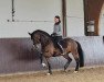 dressage horse Grace (Oldenburg, 2018, from Grey Flanell)