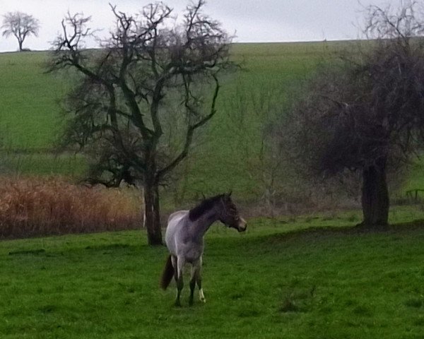 dressage horse Stute von Neverland WE / Cebulon (German Riding Pony, 2020, from Neverland WE)