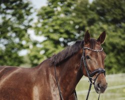 Dressurpferd Toffee 23 (Deutsches Sportpferd, 2016, von Birkhof's Topas FBW)