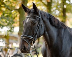 Springpferd Sky Full Of Stars N (Deutsches Reitpferd, 2010, von Sir Calypso)