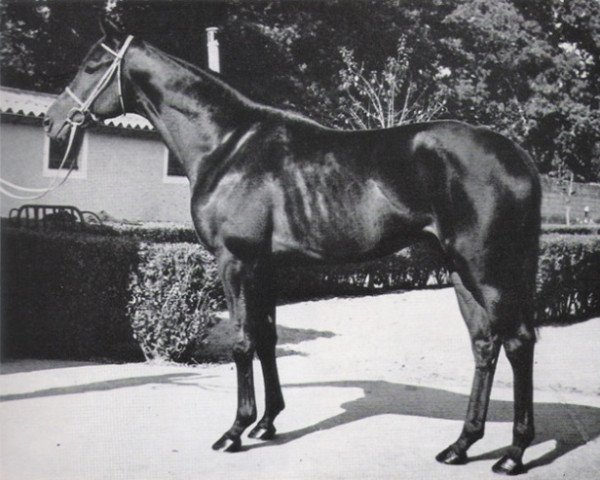 stallion Breton xx (Thoroughbred, 1967, from Relko xx)