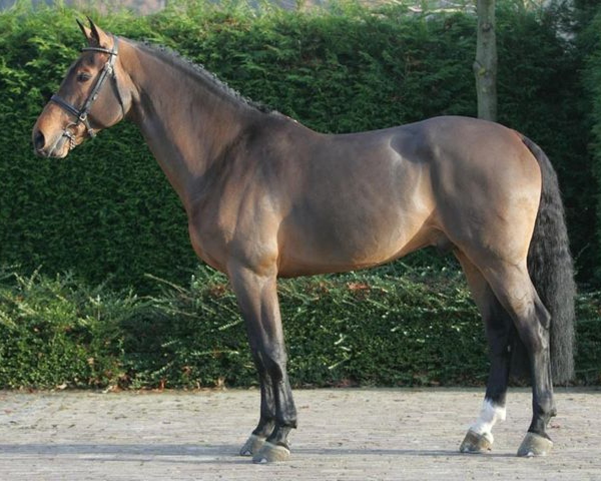 Deckhengst Upsilon van de Heffinck (Belgisches Warmblut, 1997, von Clinton)