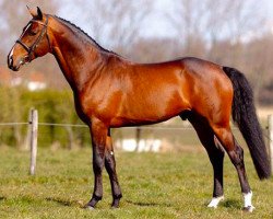 stallion Bentley van de Heffinck (Belgian Warmblood, 2001, from Upsilon van de Heffinck)