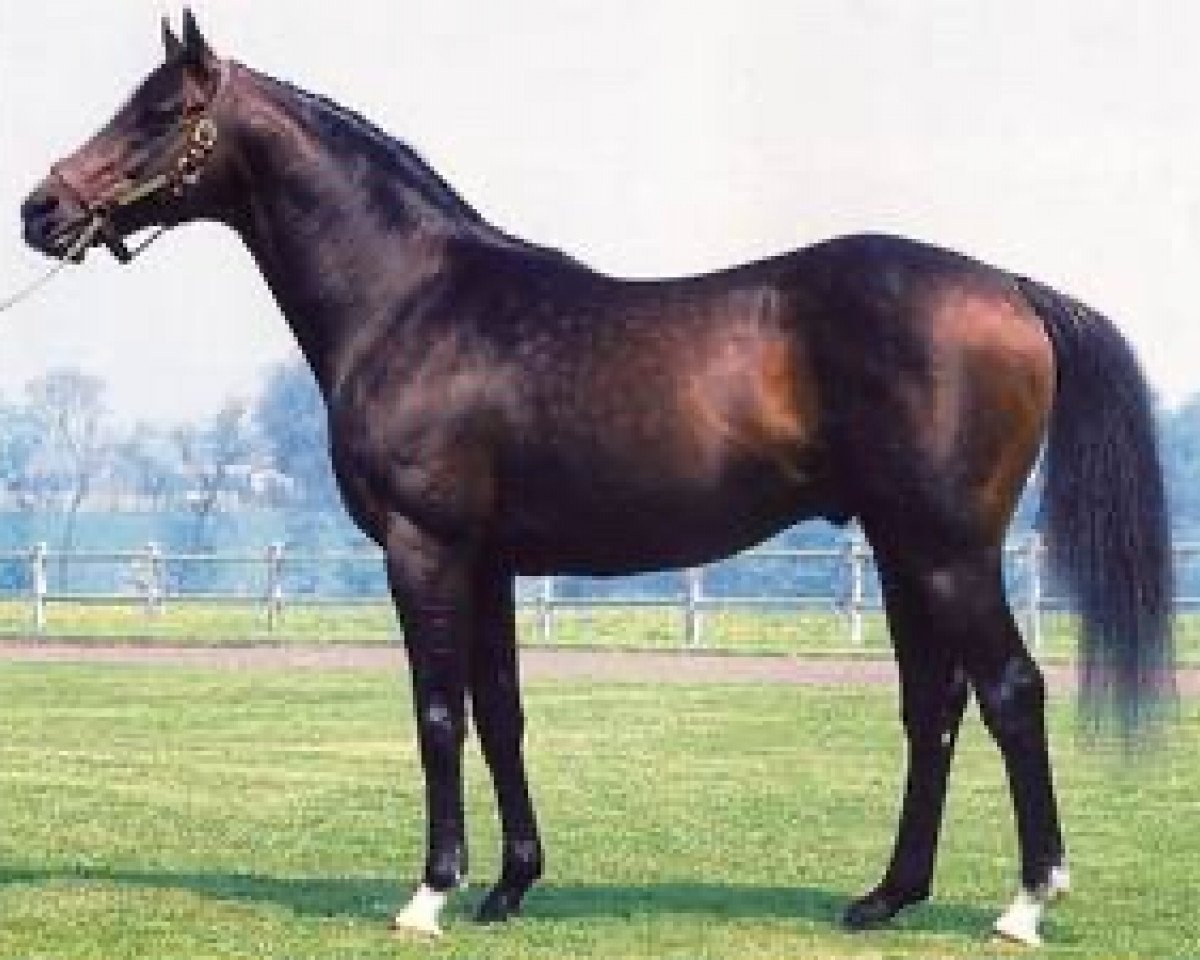 Deckhengst Fabulous Dancer xx (Englisches Vollblut, 1976, von Northern Dancer xx)