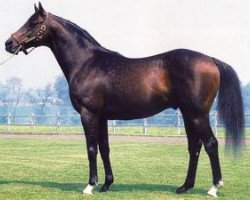 Deckhengst Fabulous Dancer xx (Englisches Vollblut, 1976, von Northern Dancer xx)