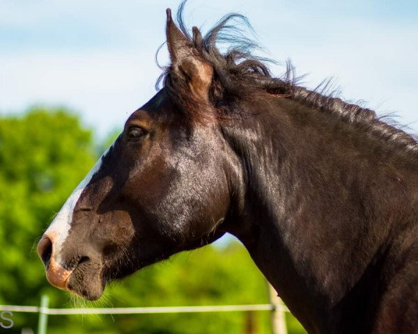 Pferd Patch Elmar (Noriker, 2020, von Peppi Elmar XVII)