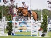 jumper Badolan (Oldenburg show jumper, 2011, from Balou du Rouet)