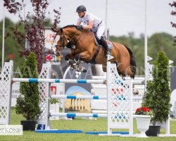 jumper Badolan (Oldenburg show jumper, 2011, from Balou du Rouet)