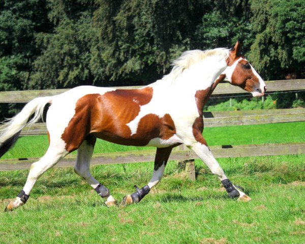 stallion Ulyss Morinda (Selle Français, 2008, from Utah van Erpekom)