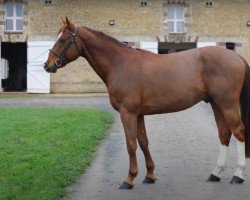 stallion Ginger des Forets (Selle Français, 2016, from President)