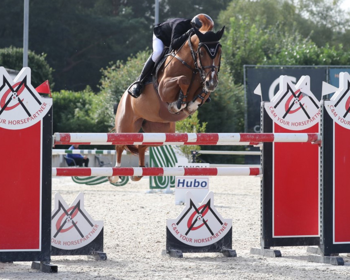 broodmare Tinka's Fee Sauveniere Z (Zangersheide riding horse, 2012, from Tinka's Boy)