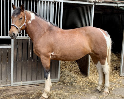 Pferd Schiela (Schweres Warmblut, 2004, von Dzahan)