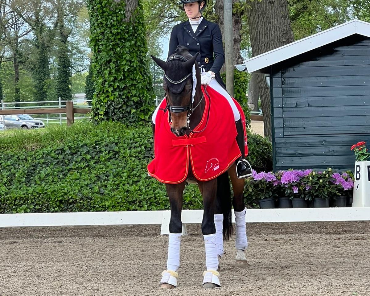 dressage horse van Damme 6 (Hanoverian, 2016, from Vivaldi)
