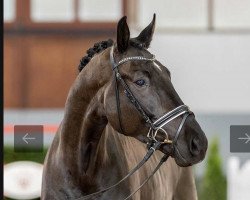 dressage horse Stromberg 22 (Westphalian, 2018, from Secret)