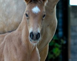 Dressurpferd Nordic Touch P (Deutsches Reitpony, 2023, von LH Nonplusultra DW)