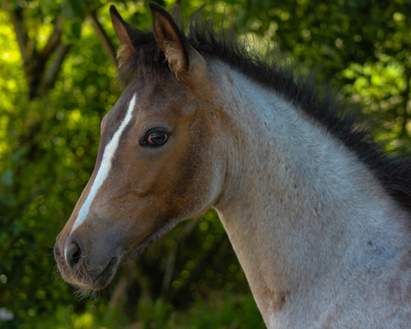 dressage horse Nouvelle Bonheur P (German Riding Pony, 2023, from LH Nonplusultra DW)