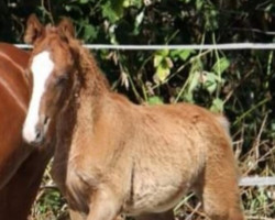 Pferd Daenerys Sturmtochter (Deutsches Reitpony, 2022, von Donnertraum 2)