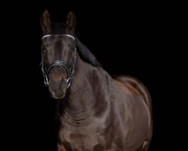 Pferd Iris von Harknag (Deutsches Sportpferd, 2007, von Fort-Baron AA)