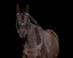 horse Iris von Harknag (German Sport Horse, 2007, from Fort-Baron AA)