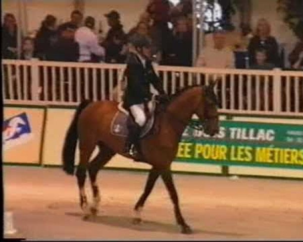 stallion Galopin du Boele (Selle Français, 1994, from Jalisco B)