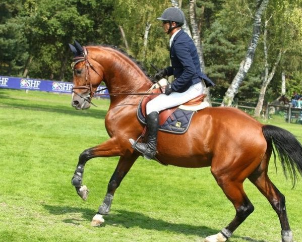 stallion Verbois des Monceaux (Selle Français, 2009, from Lando)