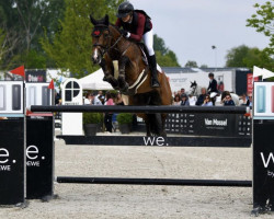 jumper Pasa Nova de Muze (Belgian Warmblood, 2015, from Kasanova de La Pomme)