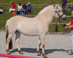 broodmare Silja (Fjord Horse, 2020, from Stian)