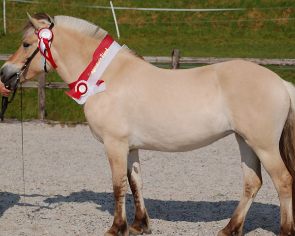 horse Alraune (Fjord Horse, 2020, from Kjartan)