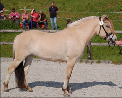 Zuchtstute Freyja (Fjordpferd, 2019, von Glød)