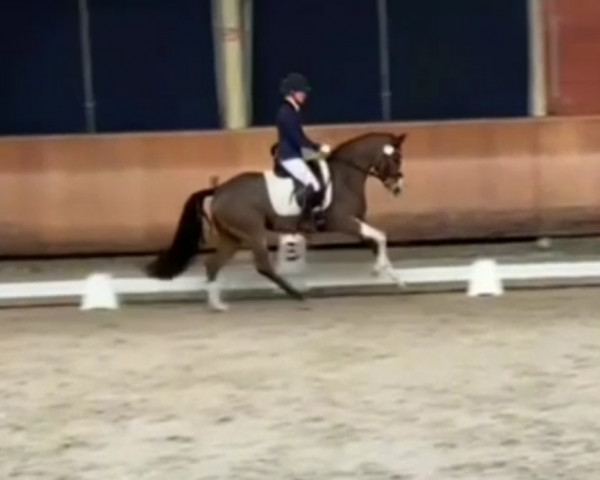 dressage horse Viva La Colorida (German Riding Pony, 2016, from Valido's Highlight)