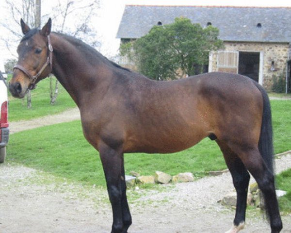 stallion Calisco du Pitray (Selle Français, 1990, from Olisco)